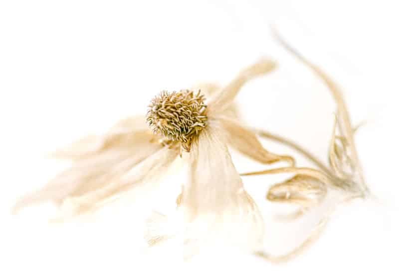 herbal-remedy_62 herbal remedy 62